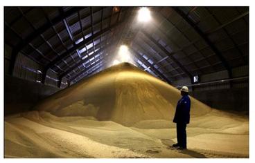 Person standing by Distillers dried grains